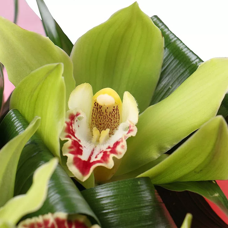 A bouquet with orchid – flower delivery in Shireutsy