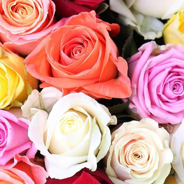 175 multi-colored roses – flower delivery in Dobrich