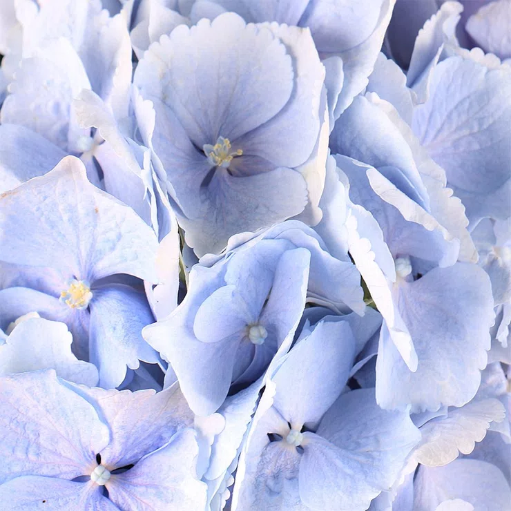 Tenderness of the cloud – flower delivery in Concord