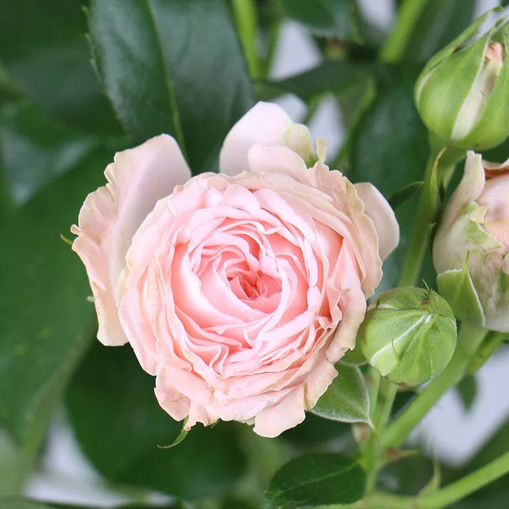 Cream spray roses by piece – flower delivery in Olsztyn