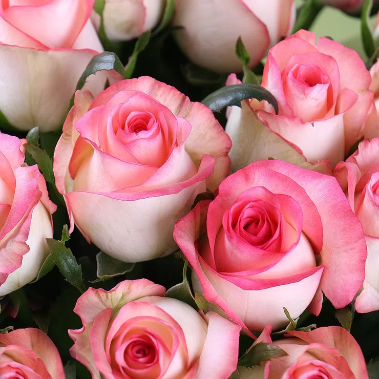 25 pink roses Jumilia – flower delivery in Dededo
