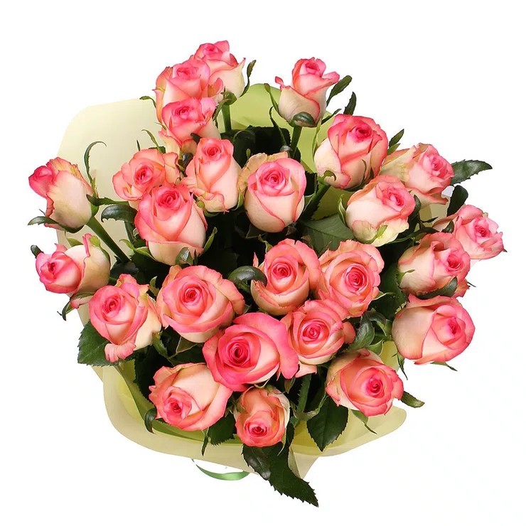 25 pink roses Jumilia – flower delivery in Minneapolis