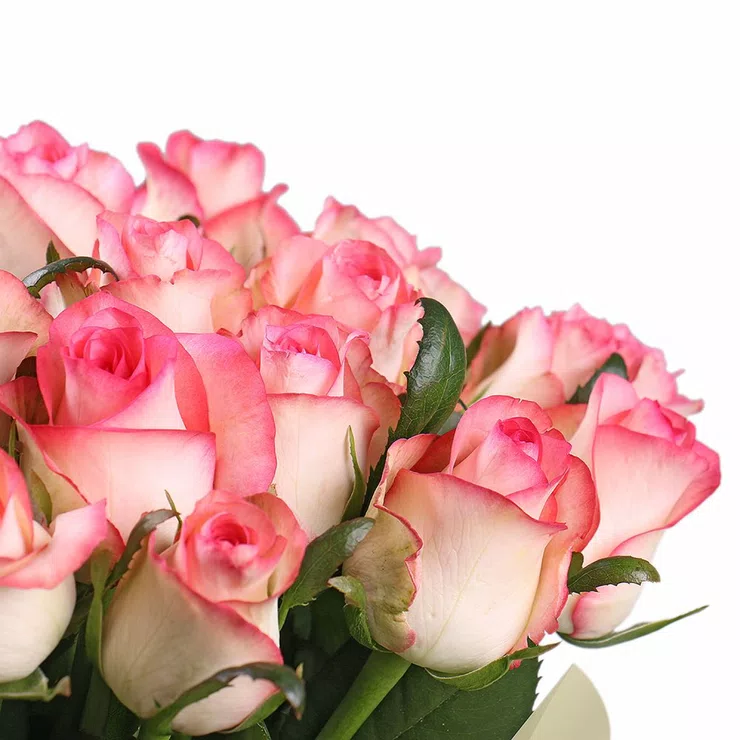 25 pink roses Jumilia – flower delivery in Arbuzinka