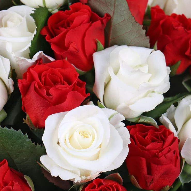 25 red and white roses – flower delivery in Courchevel