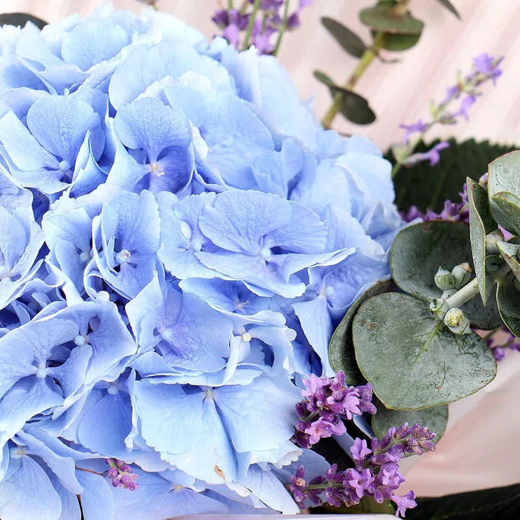 With blue hydrangea 1pcs – flower delivery in Concord