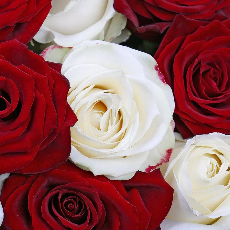 Roses in hat box 101pcs – flower delivery in Vinogradov
