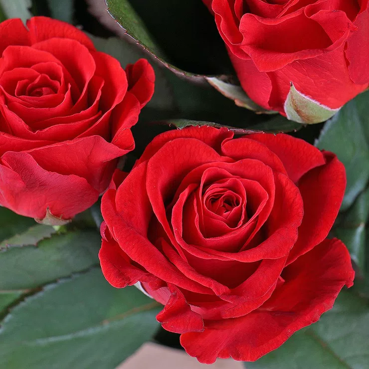 9 red roses – flower delivery in Medina