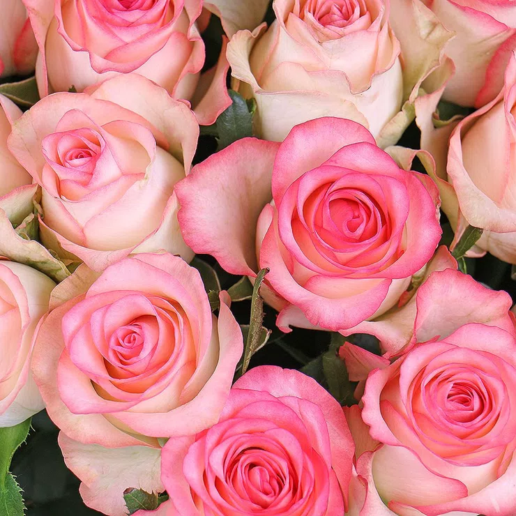 101 white-and-pink roses Jumilia – flower delivery in Egersund