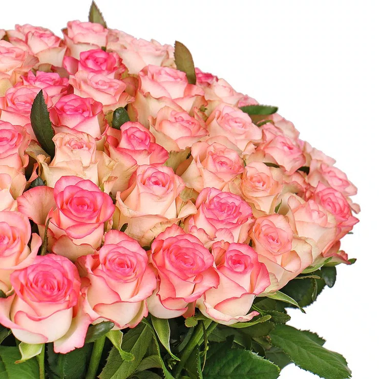 101 white-and-pink roses Jumilia – flower delivery in Tahos