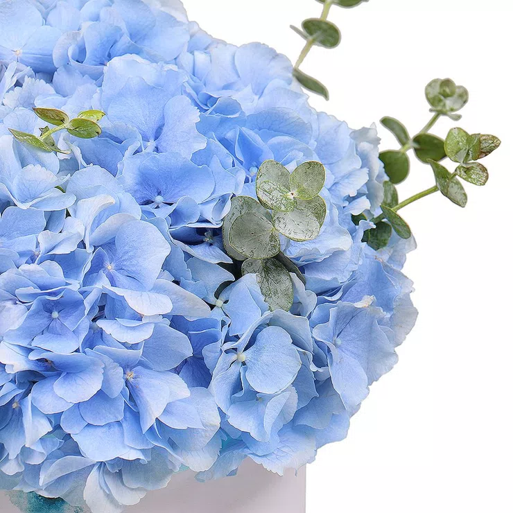 Blue hydrangea in a box 3pcs – flower delivery in Grevenbroich