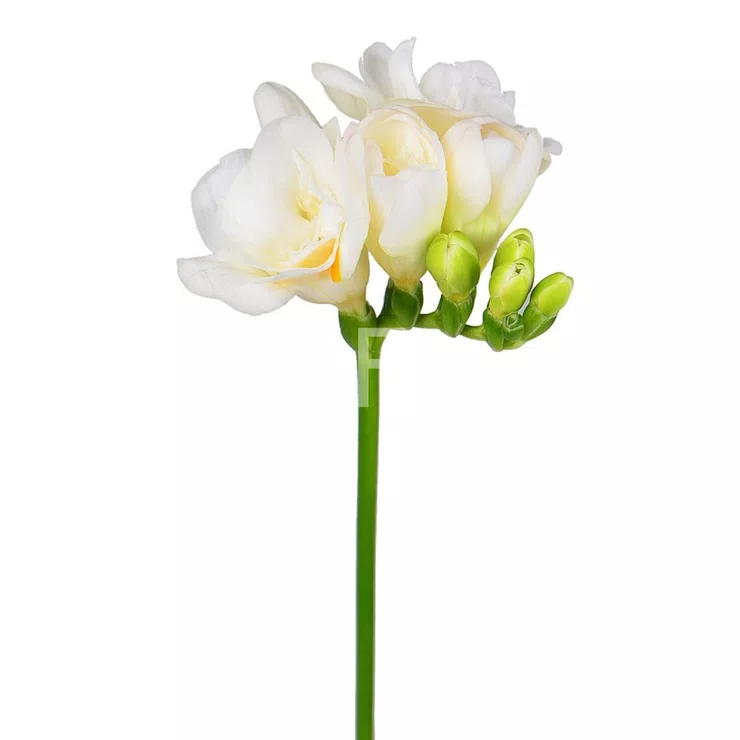 White freesia by the piece – flower delivery in Bad Bergzabern