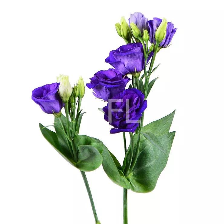 Purple eustoma by the piece – flower delivery in Bad Bergzabern