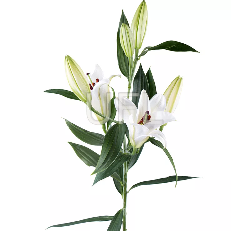 Lily white piece – flower delivery in Bad Bergzabern