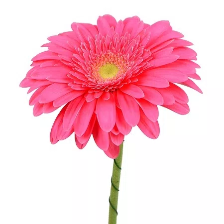 Crimson gerberas by the piece – flower delivery in Bad Bergzabern