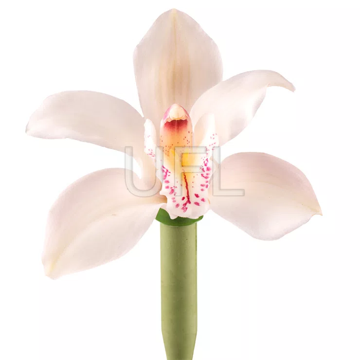 Orchid white piece – flower delivery in Olsztyn
