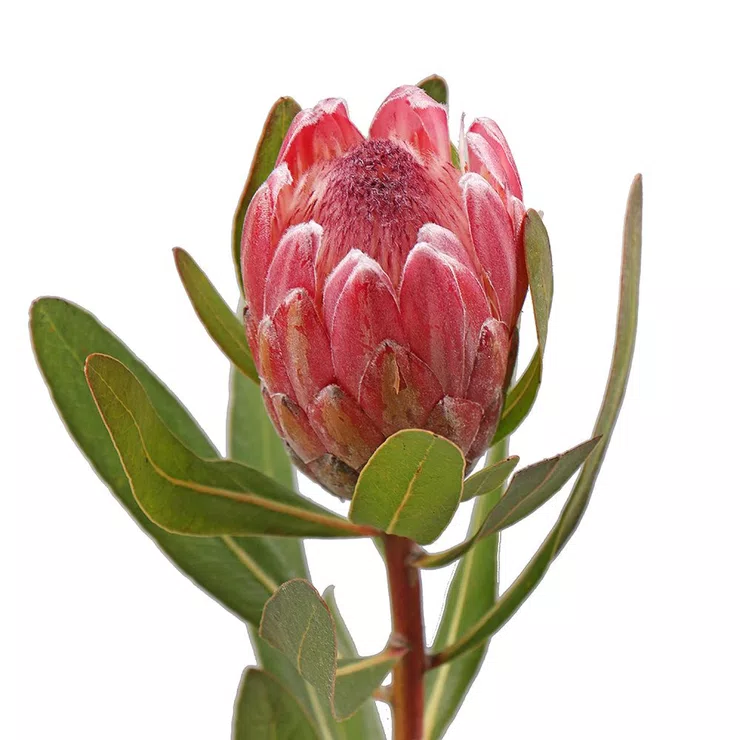 Protea by piece – flower delivery in Myrhorod