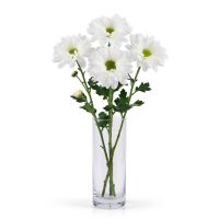 White chrysanthemums by the piece (spray) Belconnen