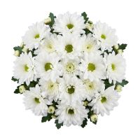 White chrysanthemums by the piece (spray) Belconnen