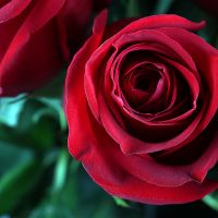 Букет з 15 високих троянд  Гаваї