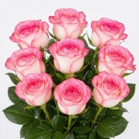 Розы Джумилия поштучно Радехов