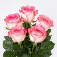 Розы Джумилия поштучно Радехов
