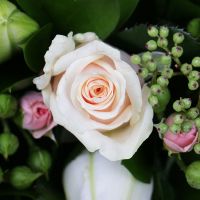 Букет квітів Крем-брюле Дахаб
                            