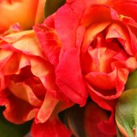 Аксессуар для волос  Парамус