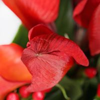 For real man Nikopol (Ukraine)