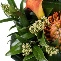 For real man Nikopol (Ukraine)