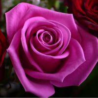 Bouquet of flowers Swallow Pavlograd
                            