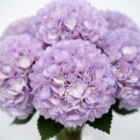 Hydrangea purple piece Lanovcy