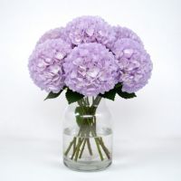 Hydrangea purple piece Lanovcy