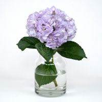 Hydrangea purple piece Lanovcy