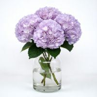 Hydrangea purple piece Lanovcy