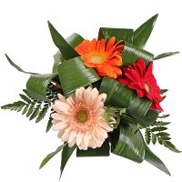  Bouquet Grace gerberas Ternopol
                            