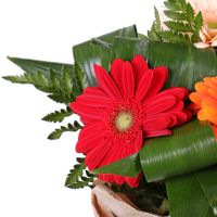  Bouquet Grace gerberas Ternopol
                            