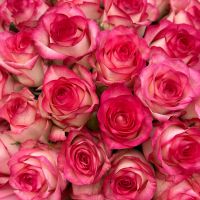 51 roses Jumilia Melbourne (Australia)