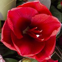 Bouquet of flowers Expression Taiping
                            