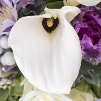 Букет цветов Касабланка Пурмеренд
                            