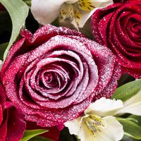  Bouquet Winter passion Lutsk
                            