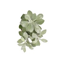  Bouquet Crassula tree  Kropyvnytskyi
                            