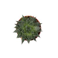  Bouquet Суккулент №4 Korosten
                            