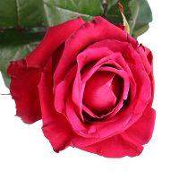 Троянда Шанргрі Да поштучно Саванна (Маврикій)