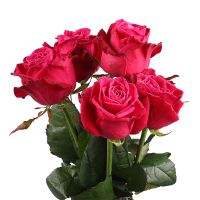 Троянда Шанргрі Да поштучно Саванна (Маврикій)