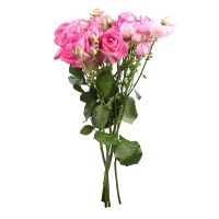 Троянда кущова Лавандер поштучно Підгориця