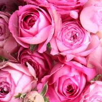 Троянда кущова Лавандер поштучно Підгориця