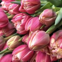 Pion-shaped tulip by the piece Ri