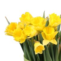  Букет Нарцис поштучно Антіб
                            