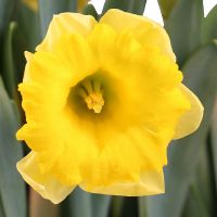  Букет Нарцис поштучно Антіб
                            