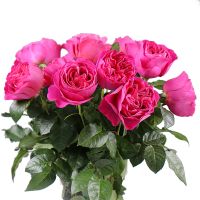 Роза Дэвида Остина Кейт поштучно Коломак